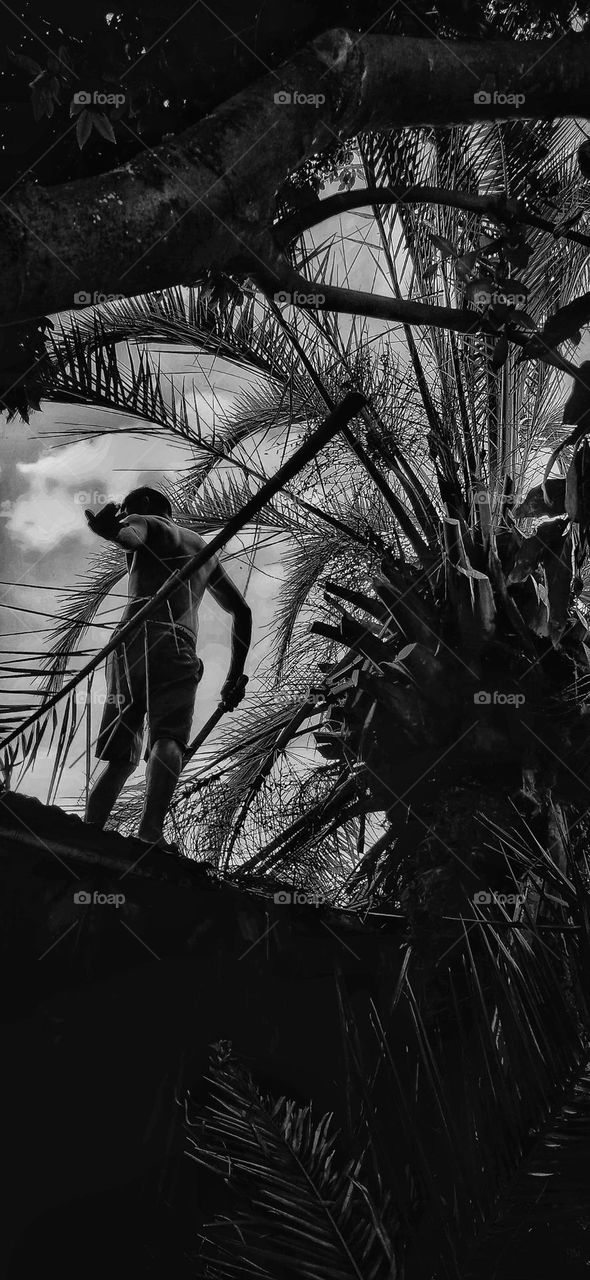 the man and the palm tree