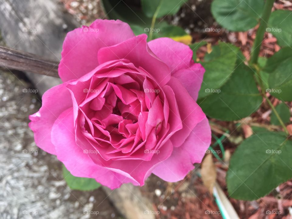 Pink rose