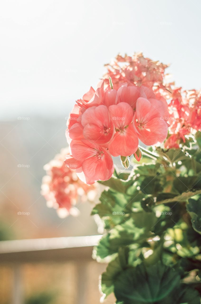 Beautiful flowers growing on the balcony. Summer days and pink flowers. Beautiful. 