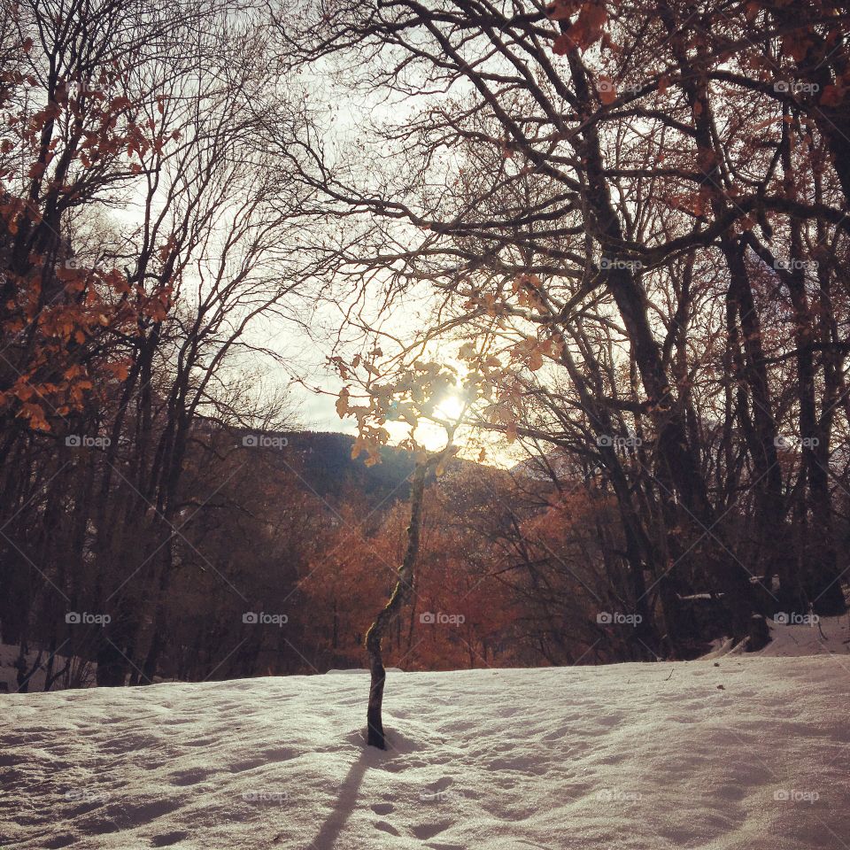 Little tree in winter 
