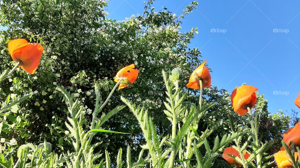 poppies flowers