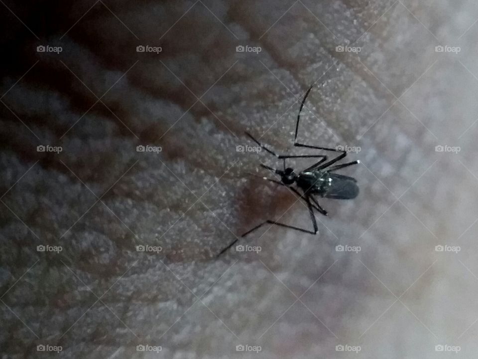 mosquito bites