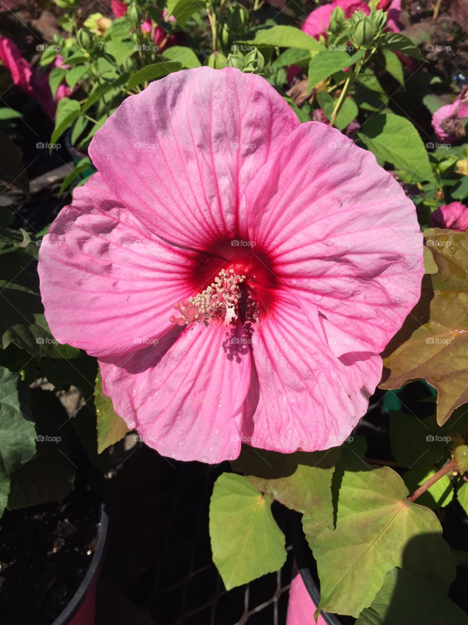 Pink Hibiscus 