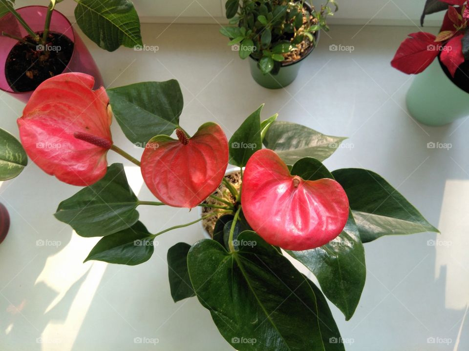 colorful house plants top view white background