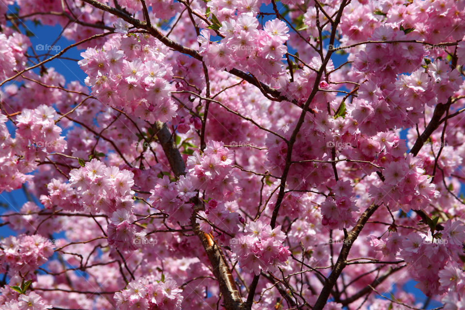 Low angle view of a cherry blossom tree