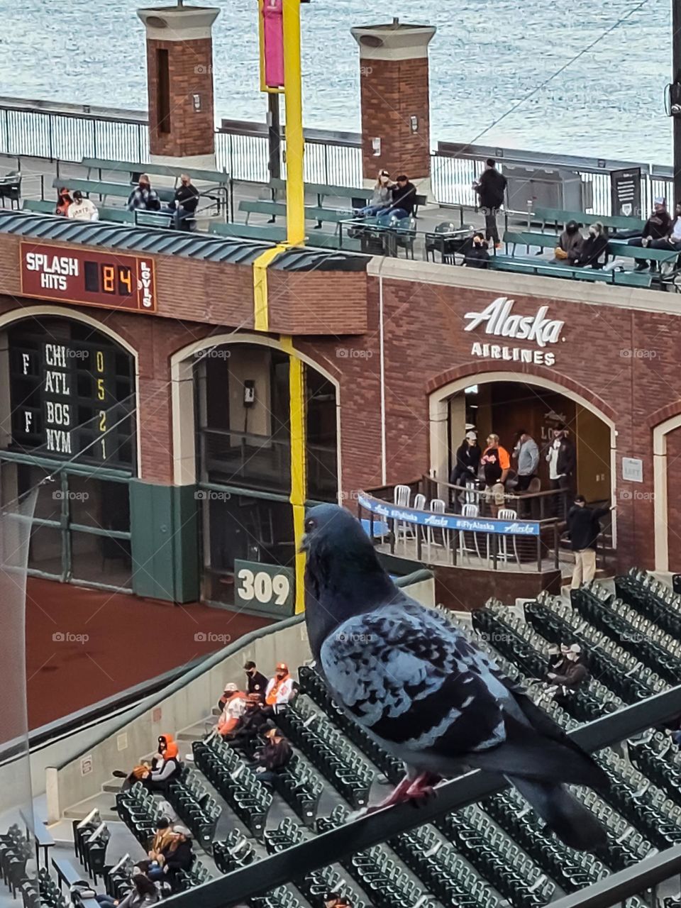 Pigeon watching the baseball game at the park waiting to snatch up you leftovers 