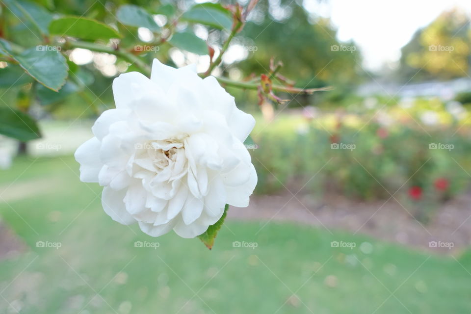 Close-up image of white rose in the garden.