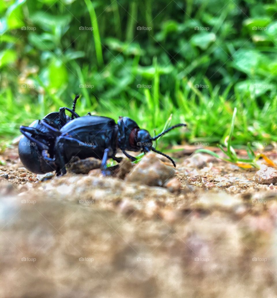 Beetles close up 