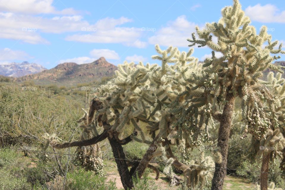 Cholla Cactus in Arizona Desert