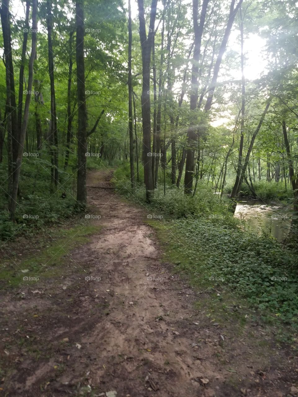 Path along a creek