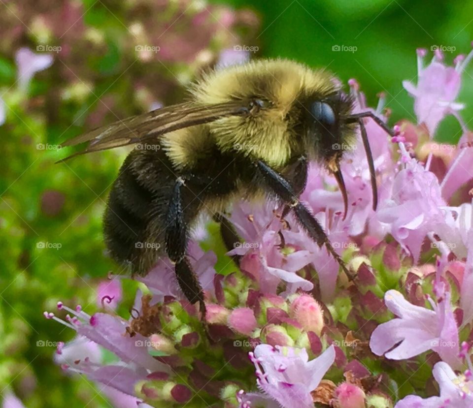 Bumble Bee on Oregano Flowers