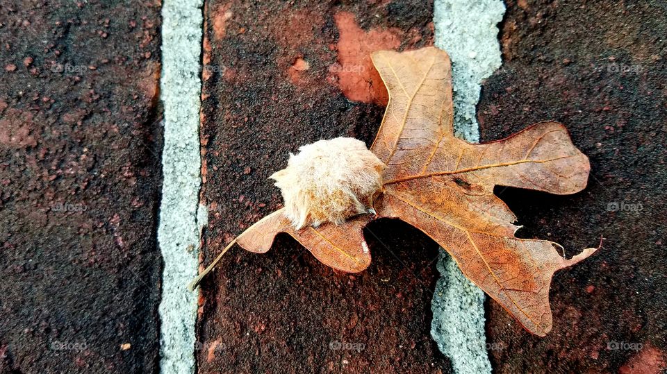 insect nest on leaf on b