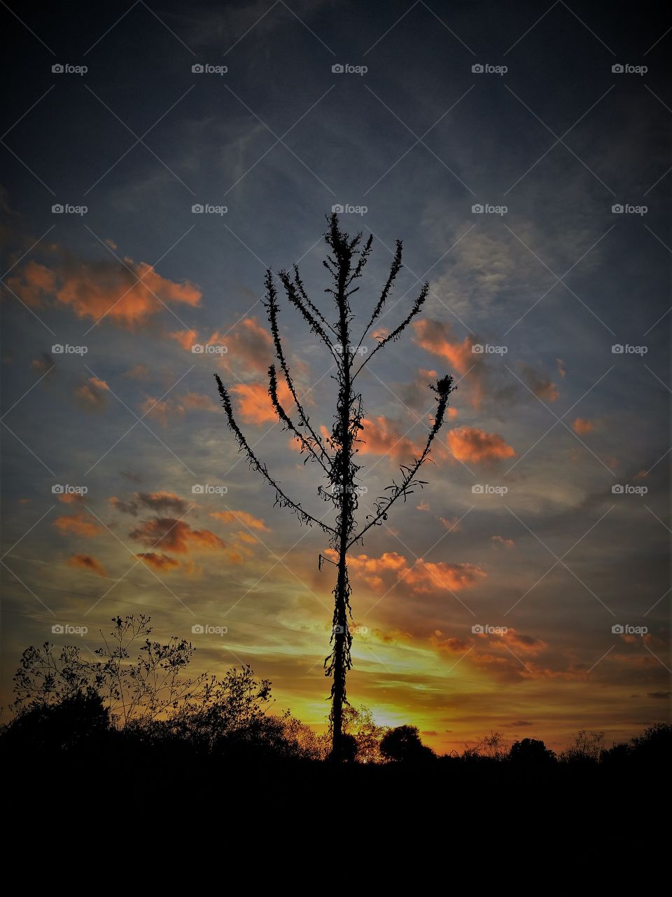 Weed at Sunset