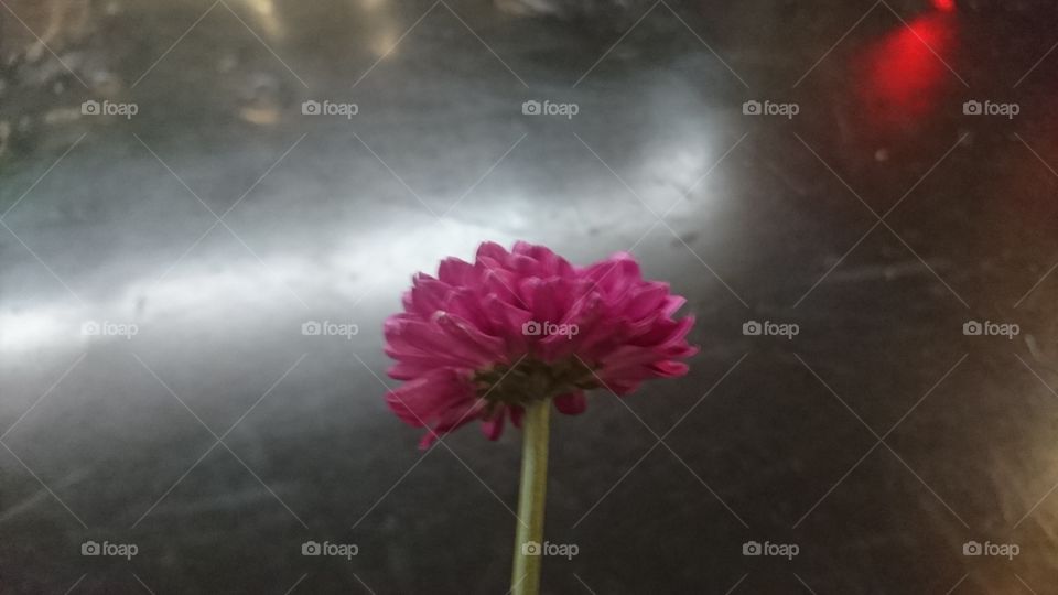 My little flower