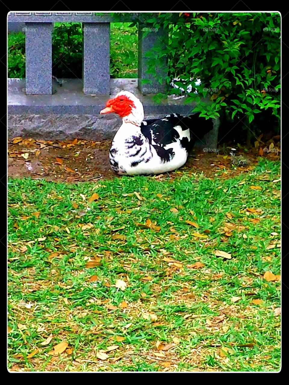 Duck