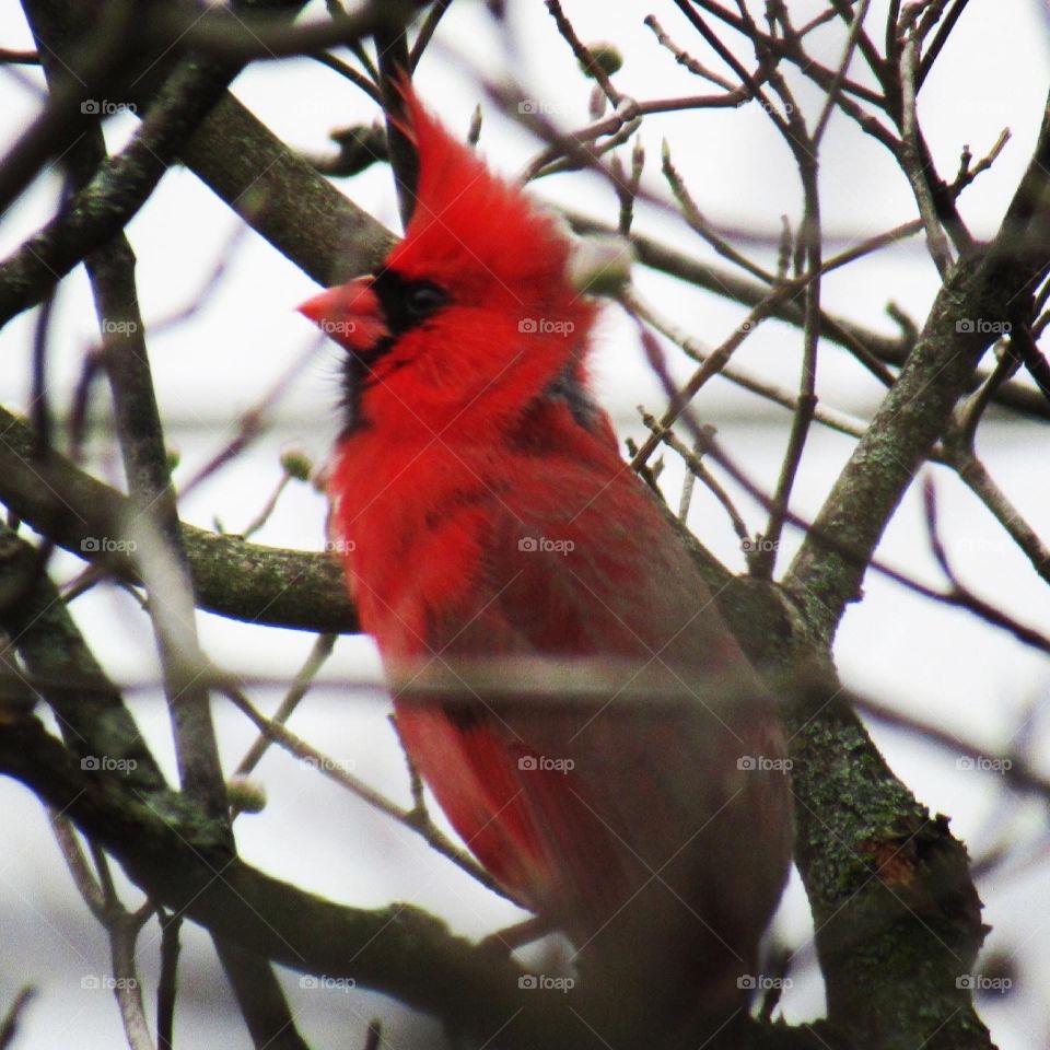 Cardinal