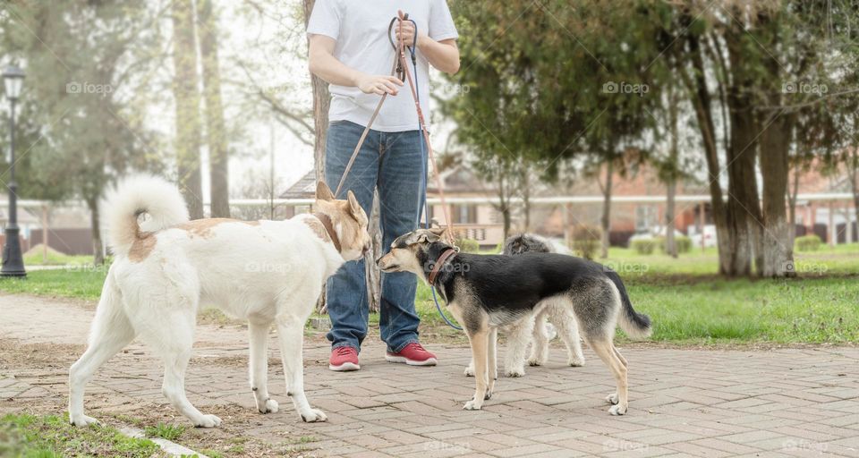 man walking three dogs outdoors