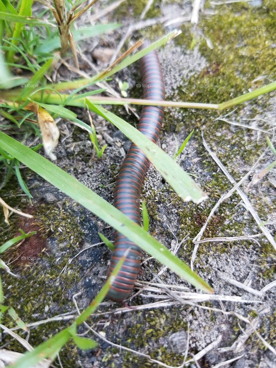 millipede