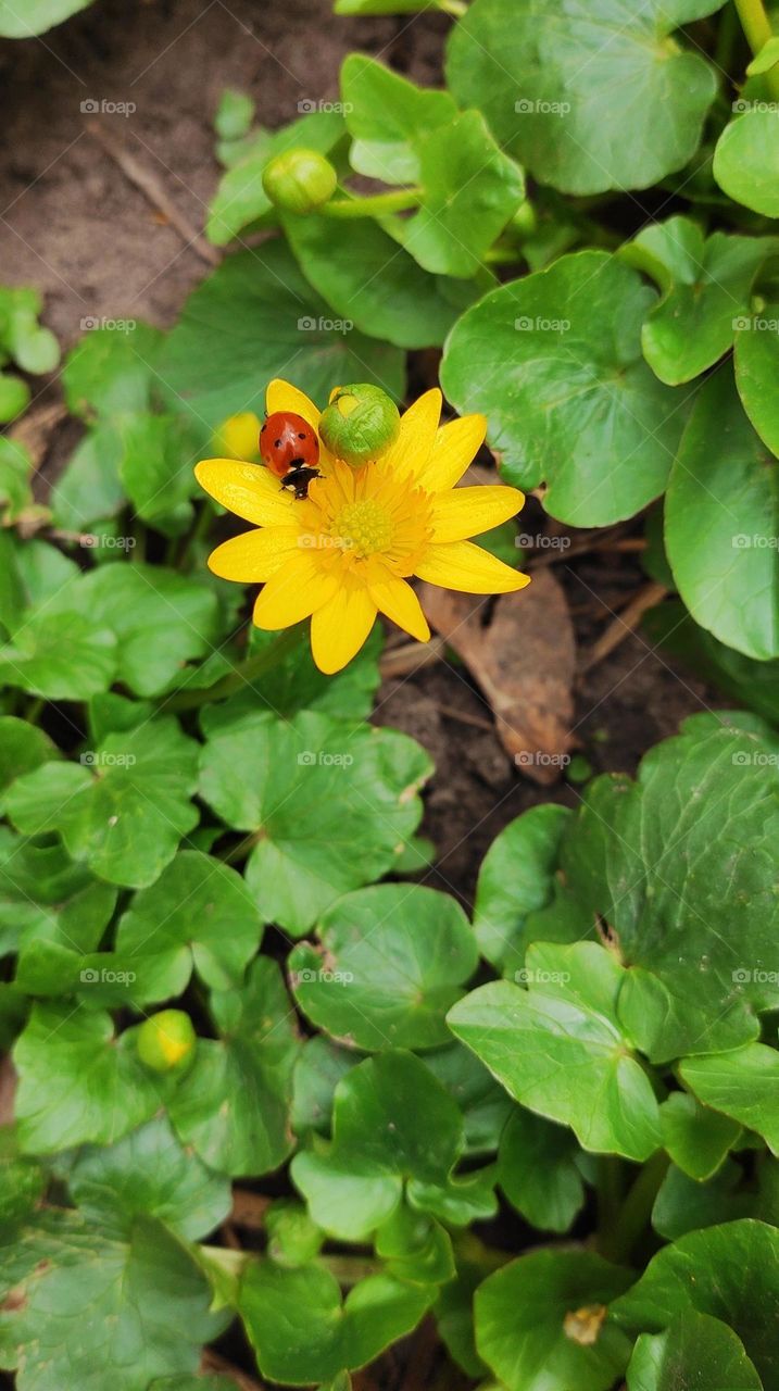 Battle winter vs. spring