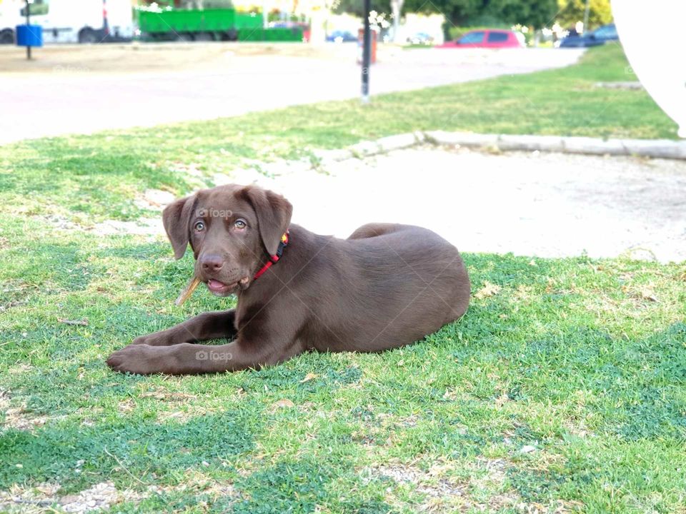 Dog#playing#baby#model#sweety