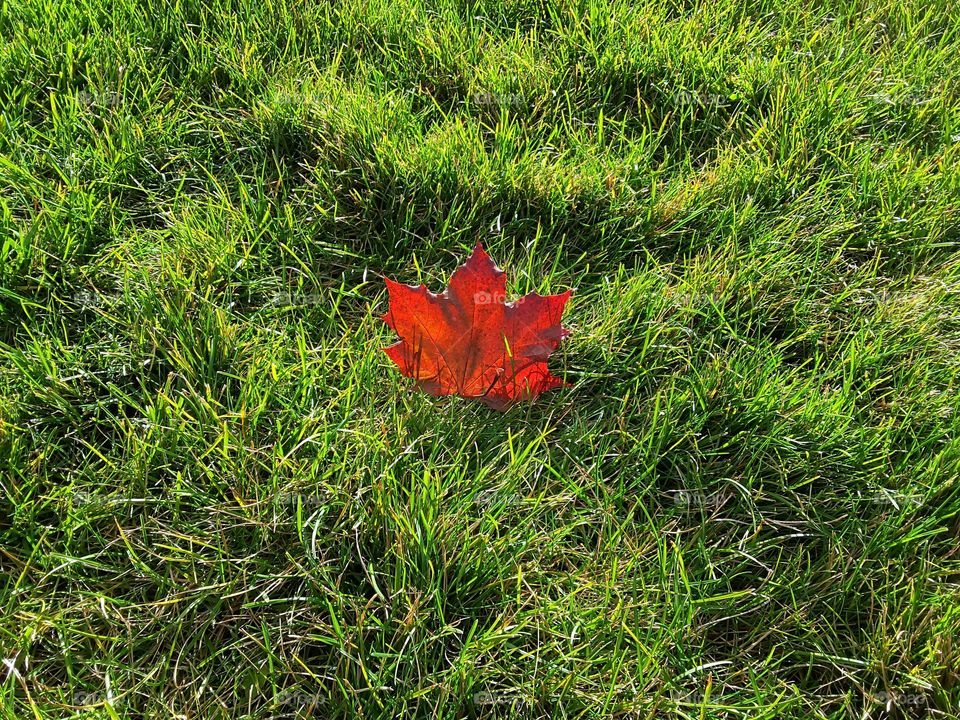 Found the first fallen Maple Leaf Autumn is here