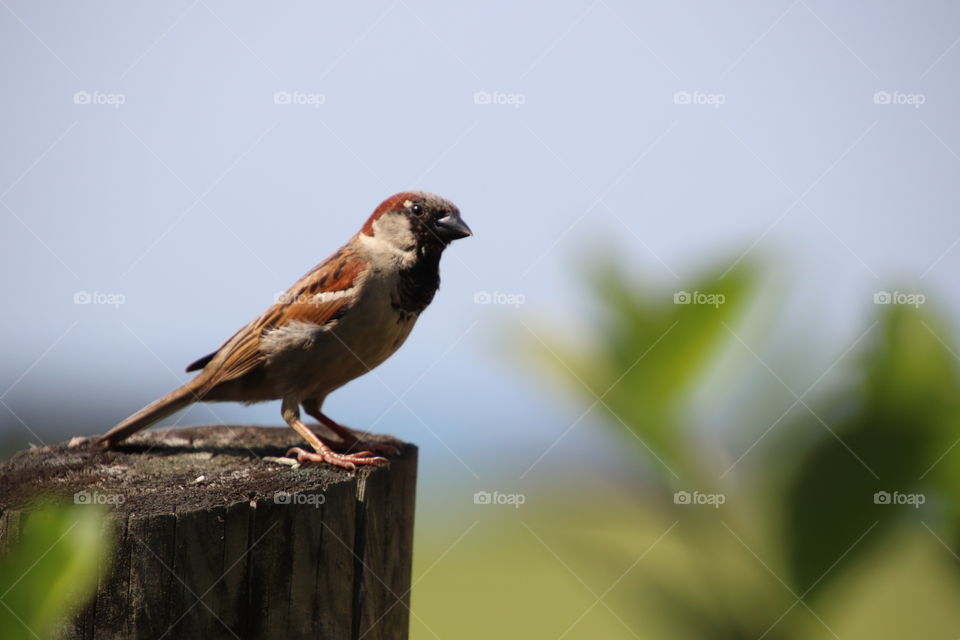 Bird of northern Ohio, USA