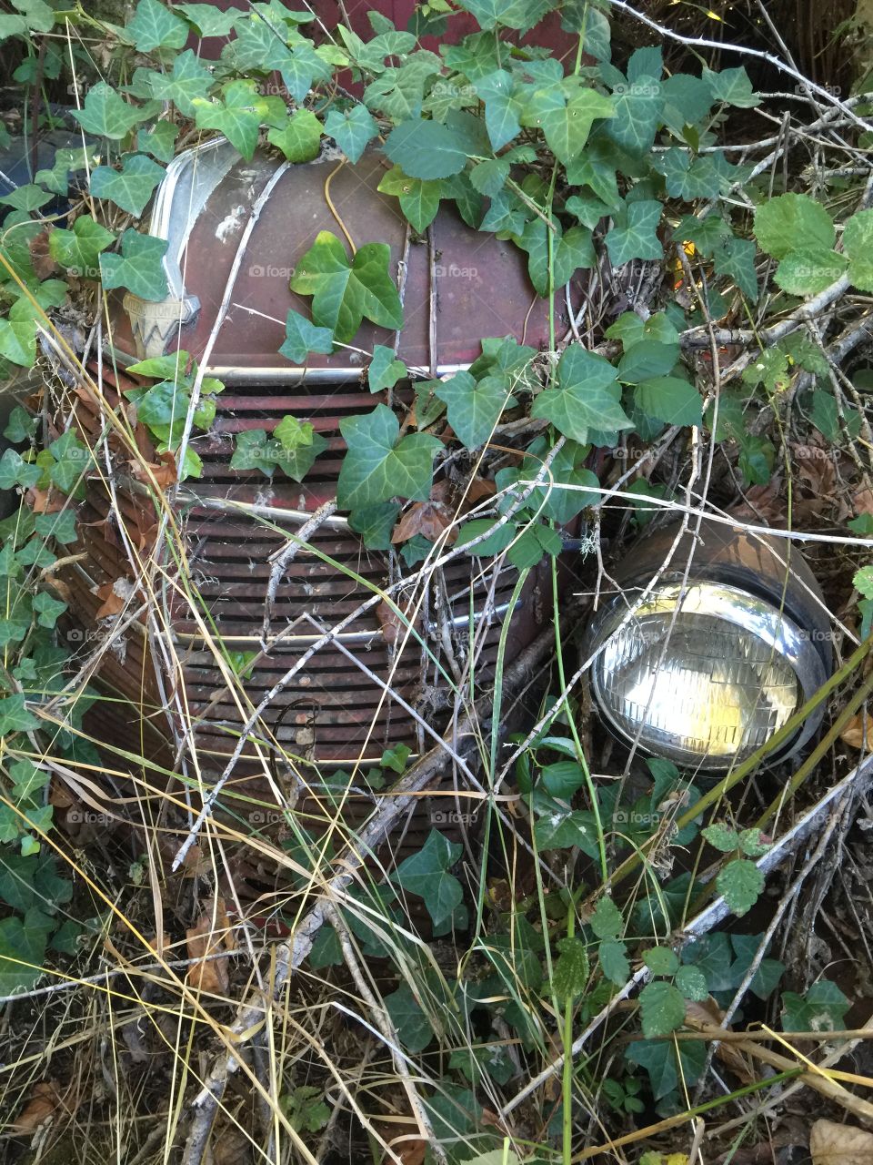 Vines on the truck. Walking through the car graveyard