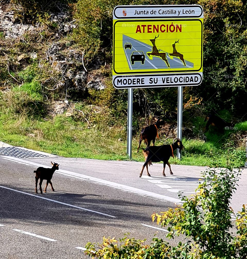 precaución.  señal de circulación