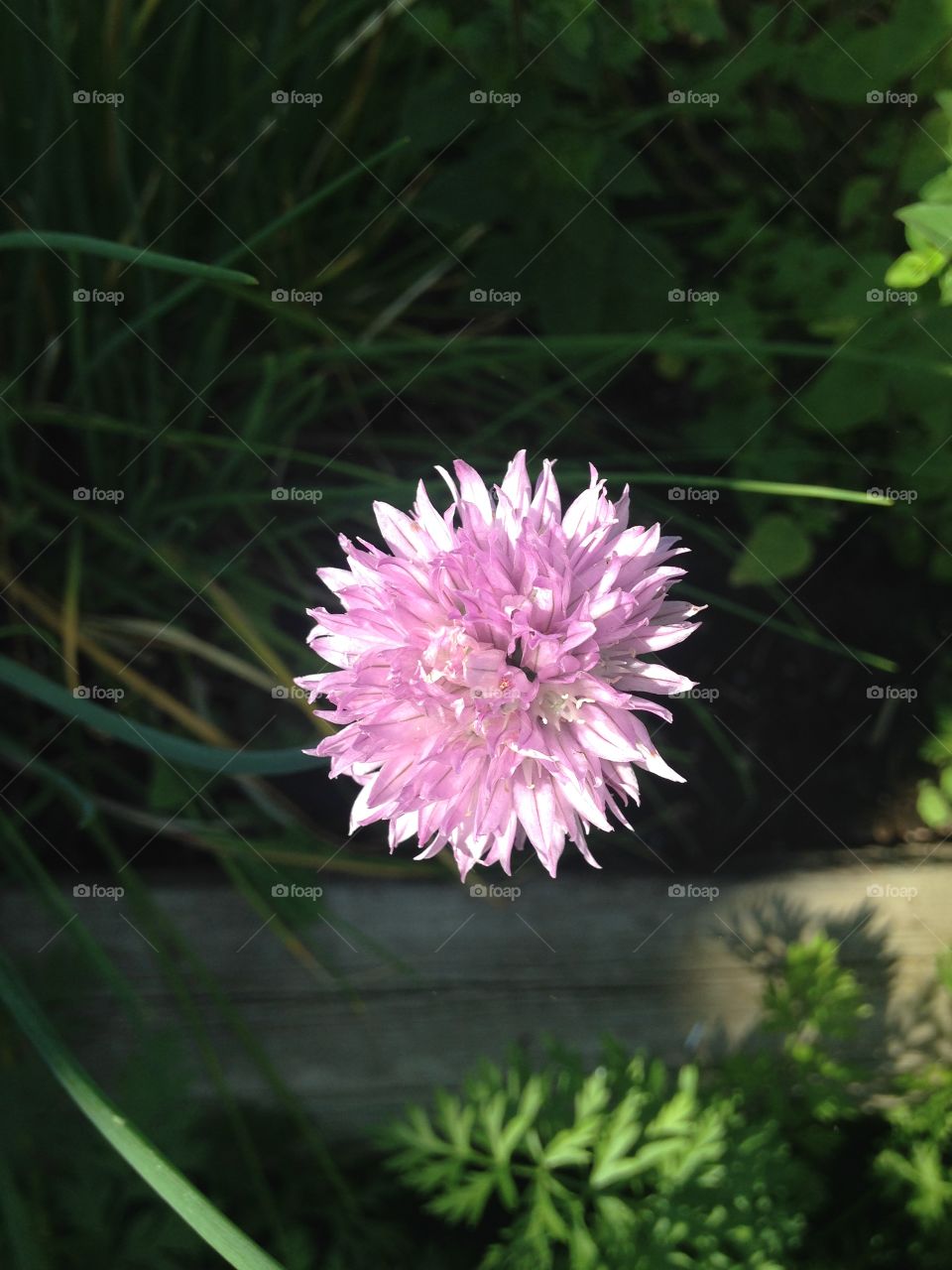 Chive flower