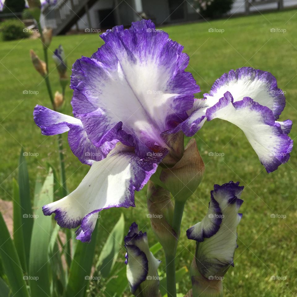 Iris