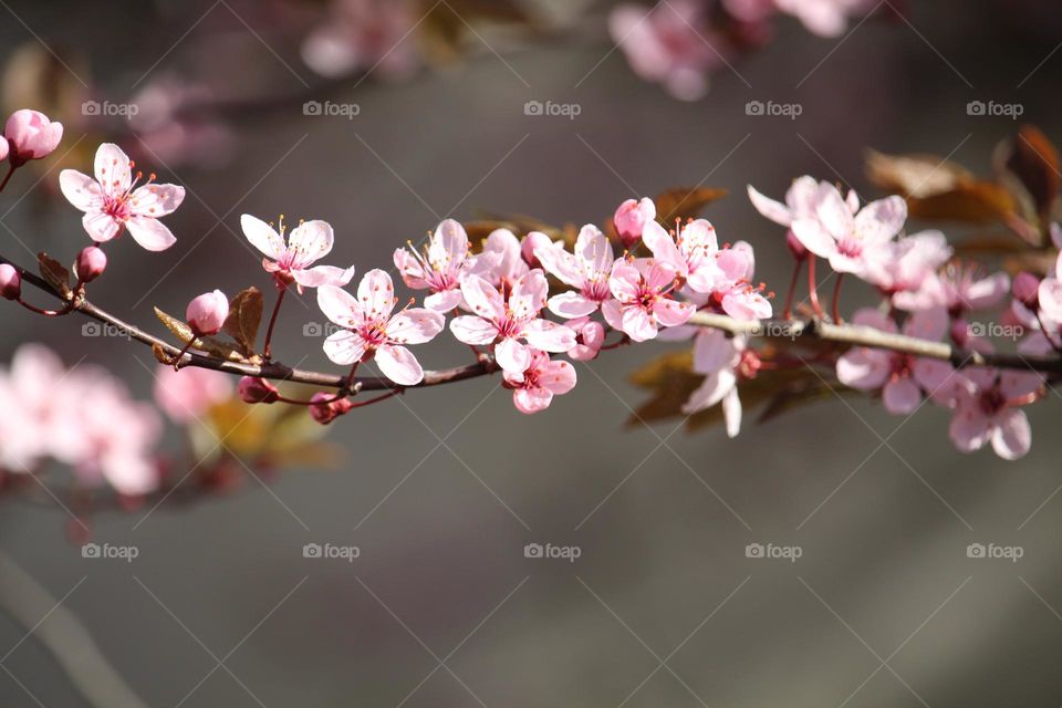 Pink spring flowers