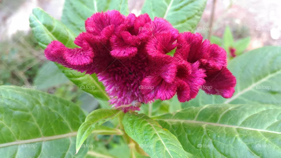Cockscomb flower