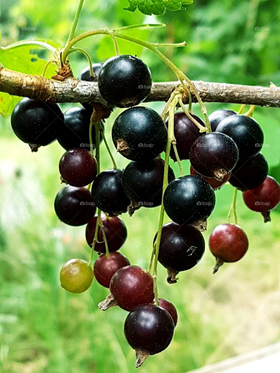 Schwarze johannisbeere