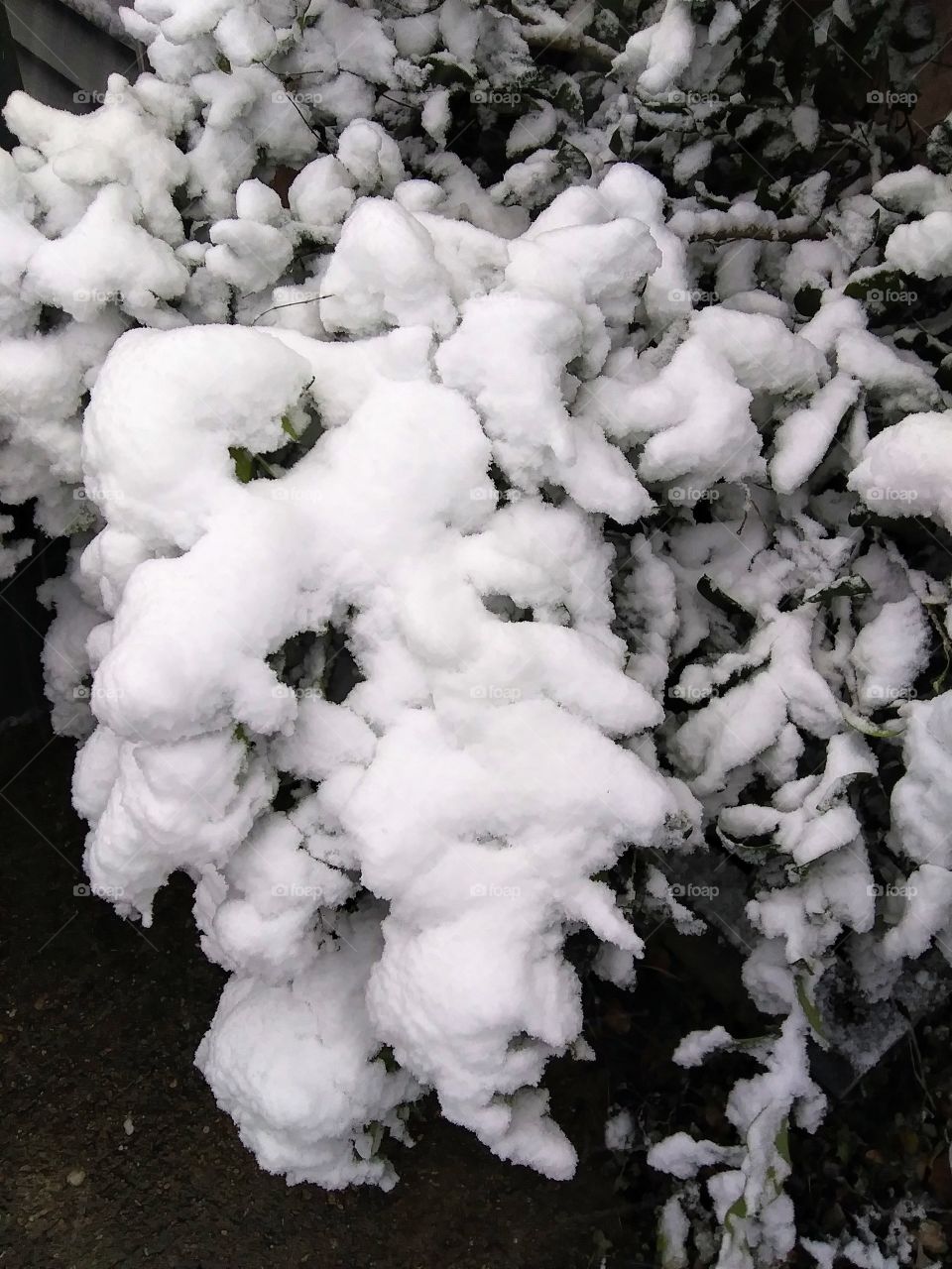 leaves covered by snow