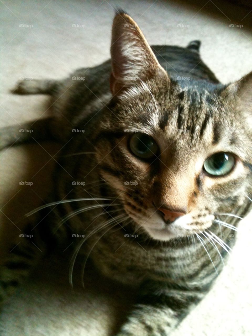 Tabby cat closeup
