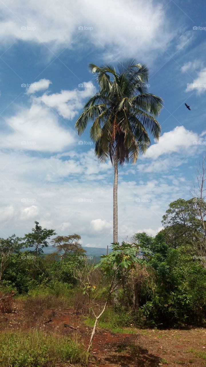 coconut tree in forest