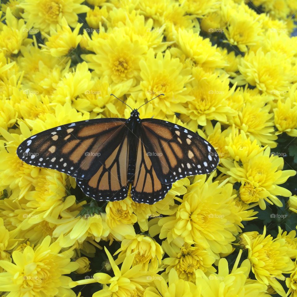 Yellow Flower & Butterfly 