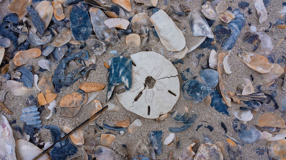 Botany Bay. Some of the many shells that layer the beaches of Botany Bay. You can't take them home, so pics are the next best thing.