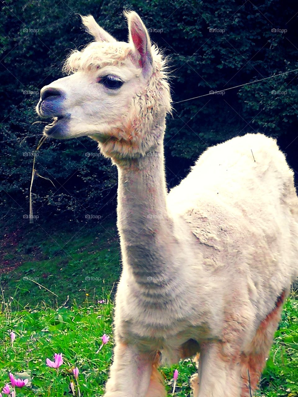 Alpaca