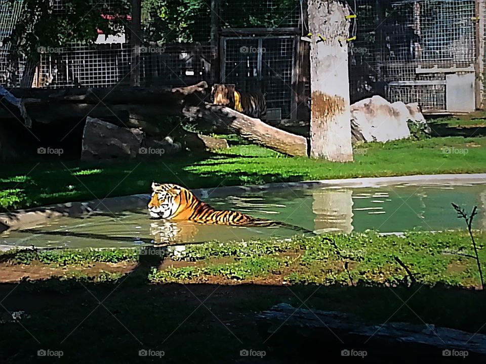 Cooling off. Tiger needed a dip 