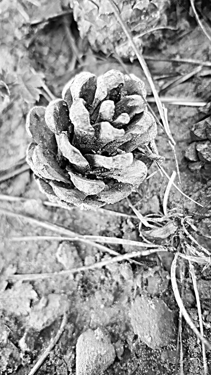 Nature, Desktop, No Person, Texture, Flora