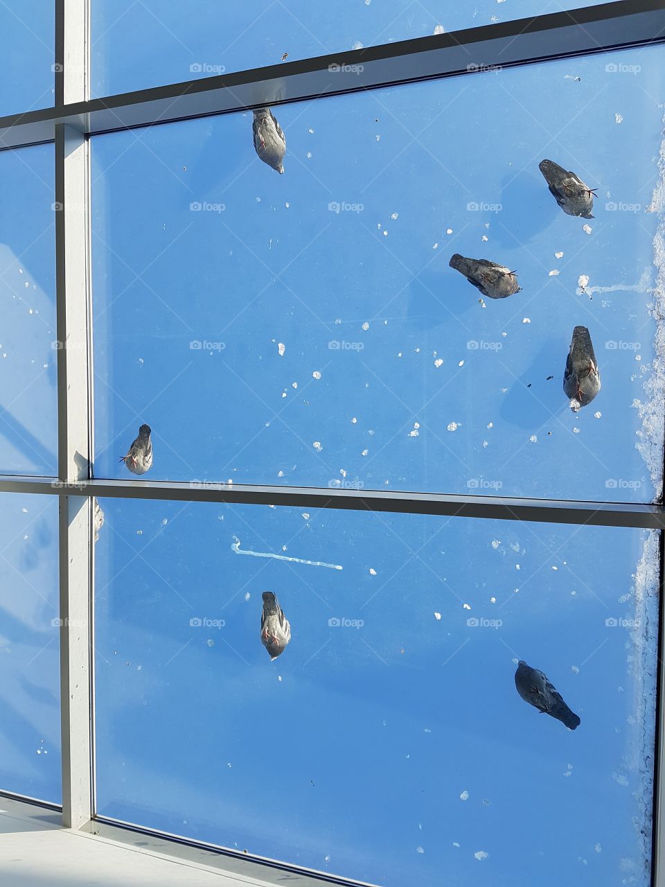 Pigeons on the glass roof