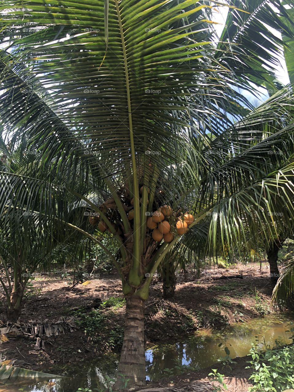 My countryside ✌️