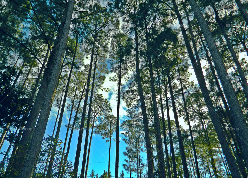 Low angle view of trees