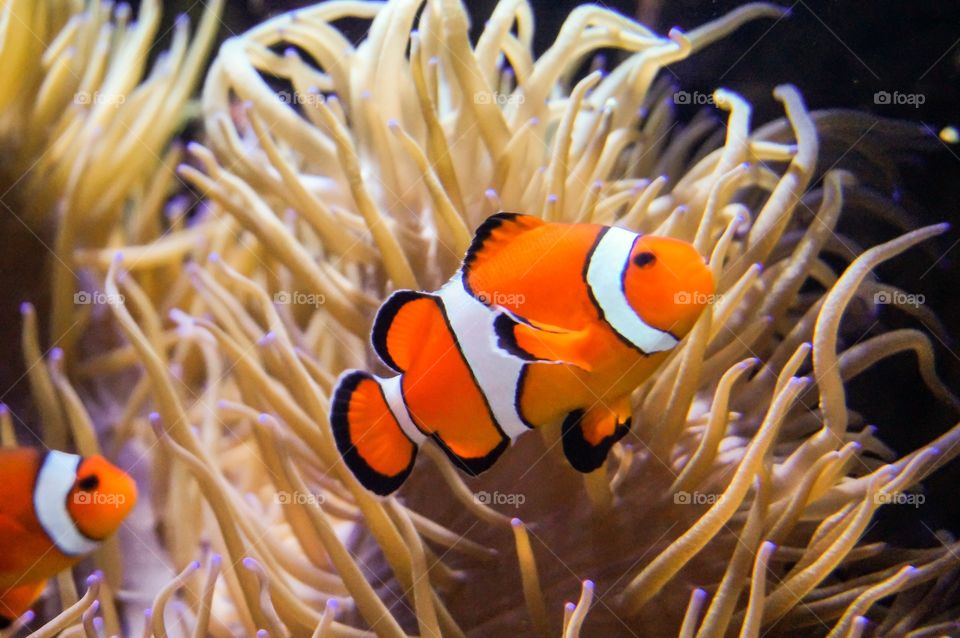Clown fish in aquarium