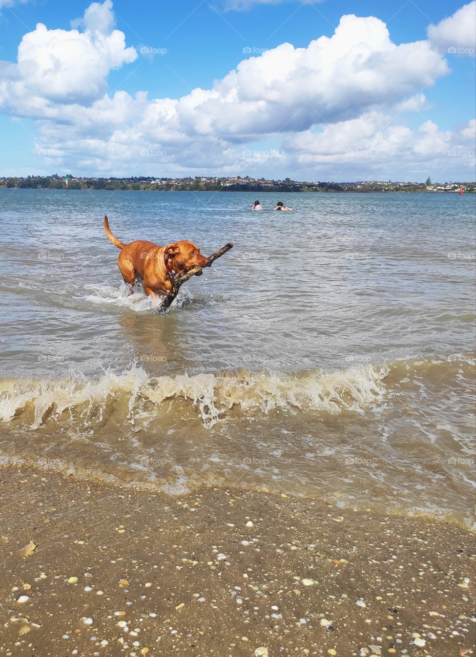 Dog retrieving a big stick from the ocean