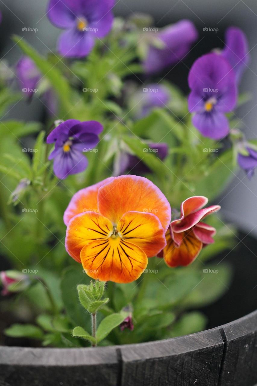 Orange viola 