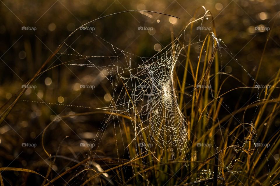 Spider house with bokeh