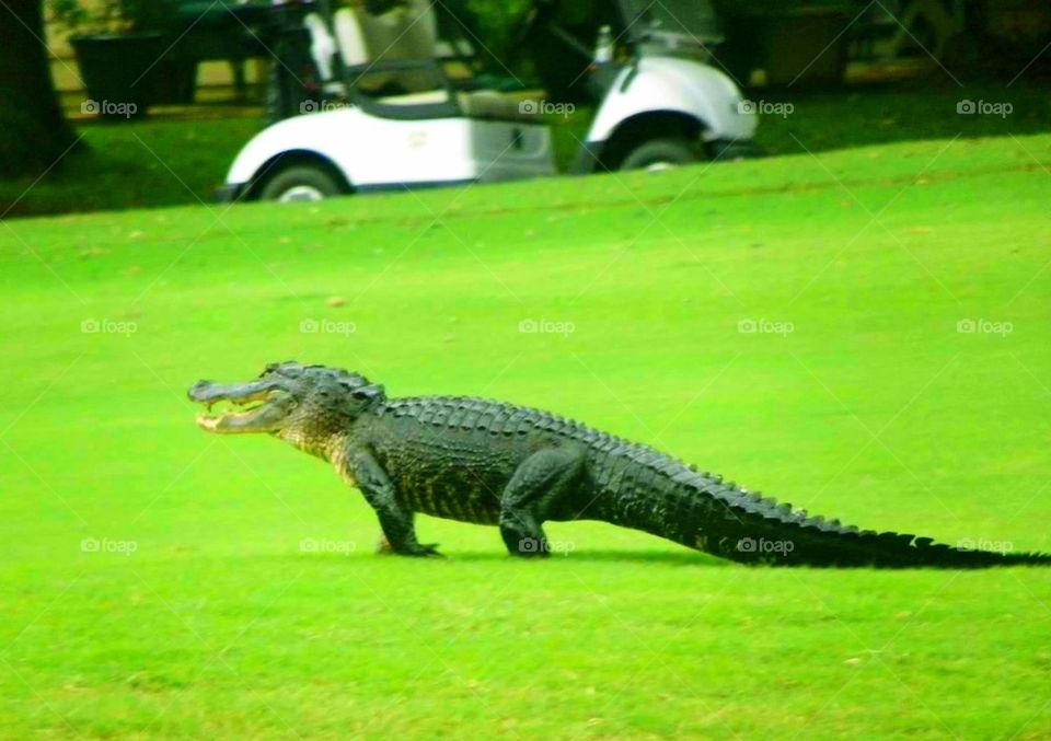 Alligator Walking