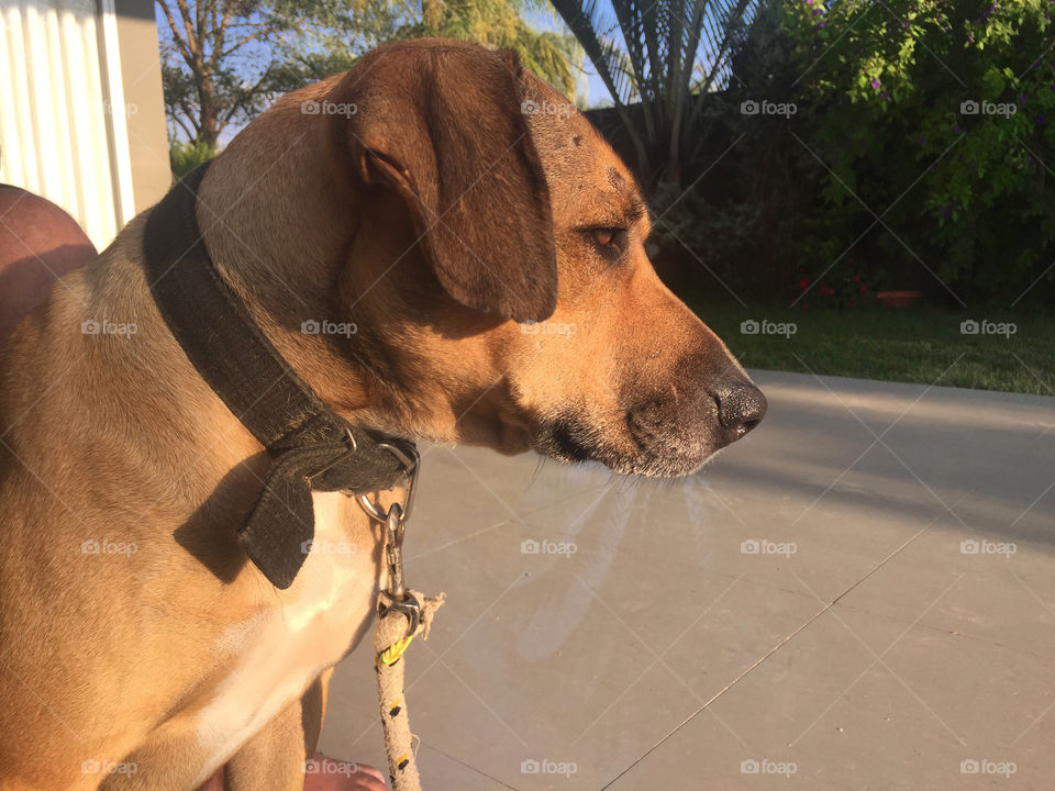 Dog, Mammal, No Person, Portrait, Canine